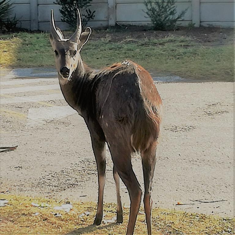 Brenton Bushbuck Lookout Lägenhet Exteriör bild